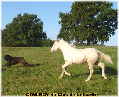 le bouvier des flandres et le cheval - Elevage du CLOS DE LA LUETTE - COPYRIGHT DEPOSE